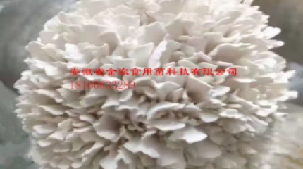 珍稀食用菌——白色灰樹花